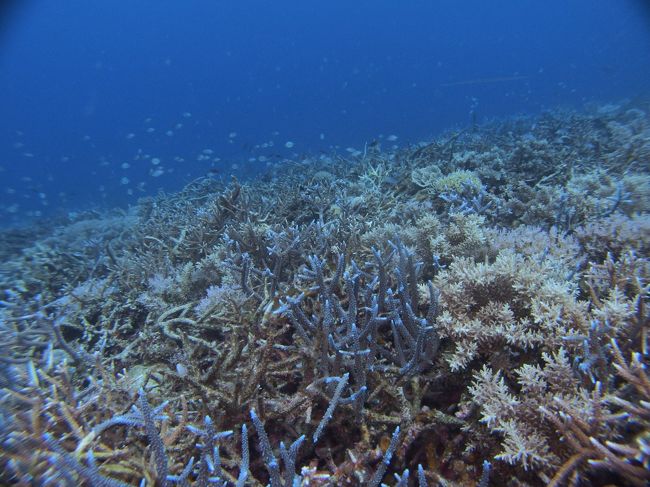 サンゴもいっぱい