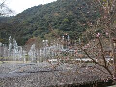 吉香公園(きっこうこうえん)の噴水と寒桜？