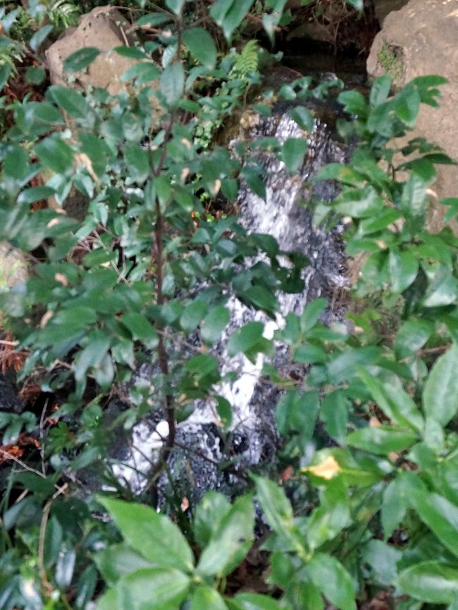 　庭への取水はこの滝に始まります。<br />この滝についてのエピソードが白崎秀雄著”鈍翁・益田孝”に記されているので紹介します。<br />　古希庵お披露目の日、多くの名士が招かれましたが、その中に益田鈍翁や原三渓がいました、庭を一巡した後、原三渓が有朋につぶやいたそうです。<br />　この庭には1っだけ欠点がある、それは滝の音が自然ではなく、人工の音だからだと。　　有朋の口惜しそうな顔が想像されます。<br />　原三渓とは、横浜三渓園を残した日本の生糸王の事です。<br />