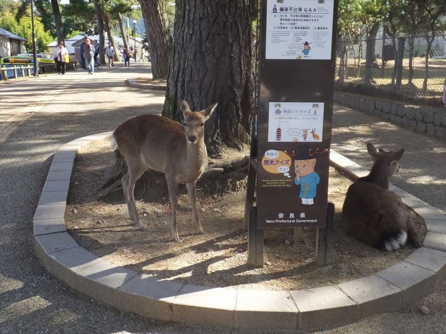 鹿さんがいます