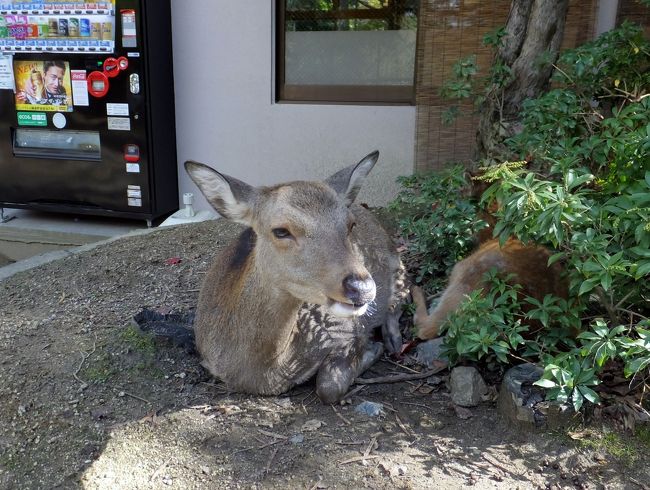 鹿さん<br /><br />カメラを向けるとはいポーズ