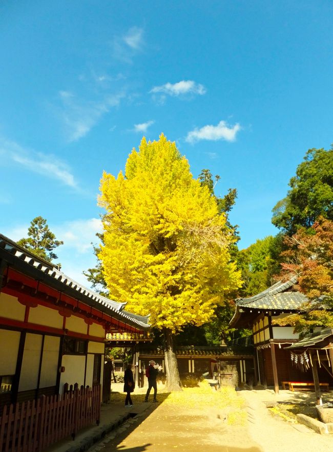 銀杏がまっききです