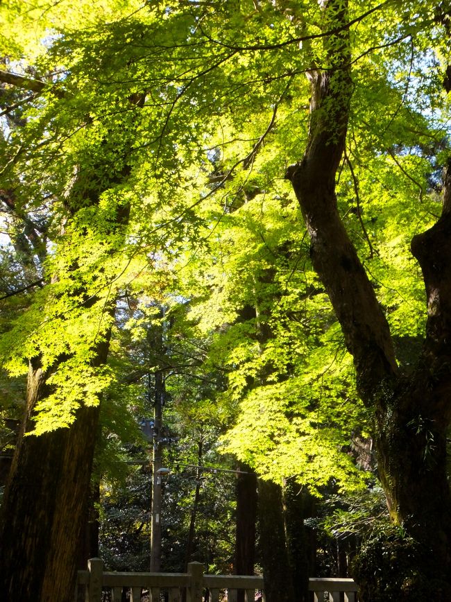 まだ紅葉はしてません