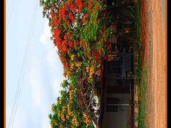 この国には紅葉はありませんが、綺麗な花を一斉に開花させる木々も豊かです。季節によっては、ジャカランダなども紫の花を咲かせ、綺麗な時期もあります。