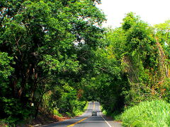 時々、原生林が道に覆い被さってきます。ブラジルらしい景色です。