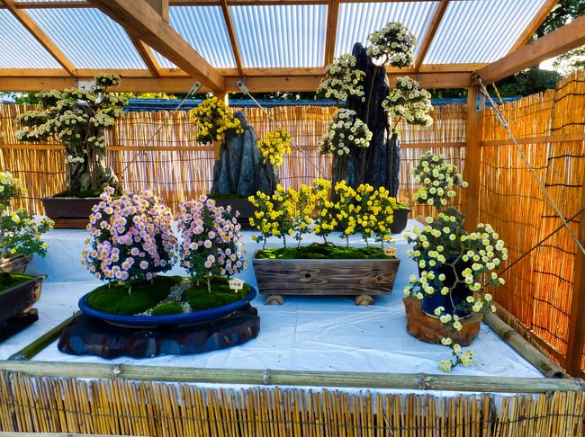 本願寺献菊展が行われていました