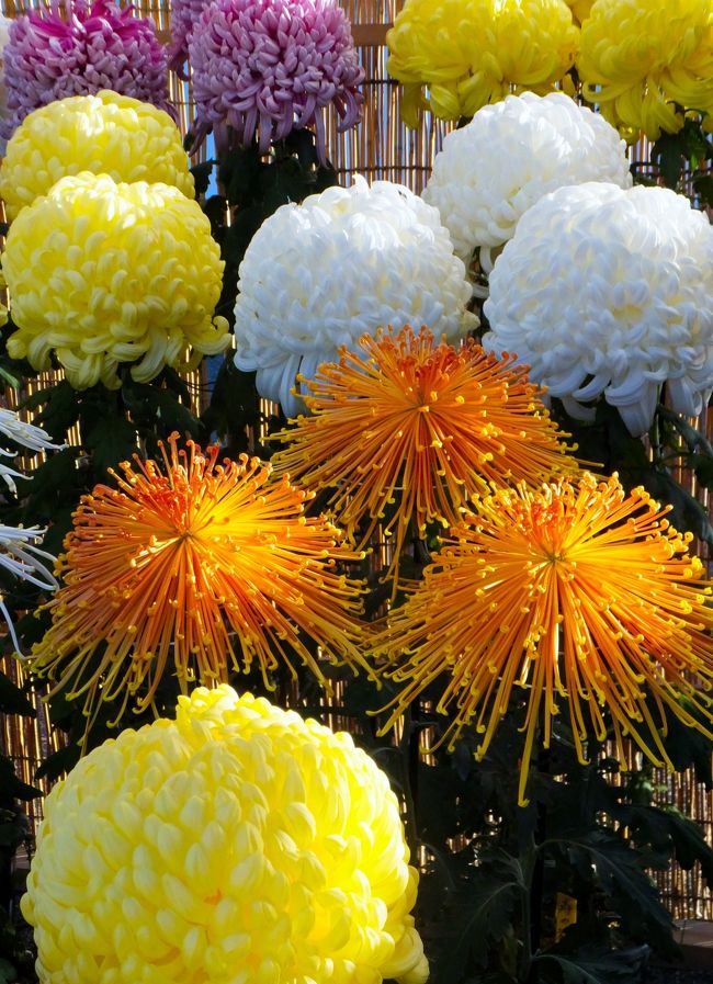 菊、オレンジ色の菊は綺麗です