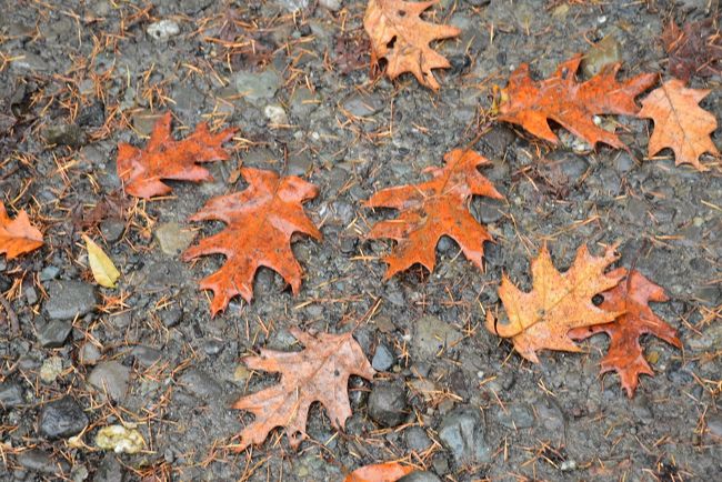 アカガシワの葉<br /><br />玄関の前にたくさん落ちています。<br />