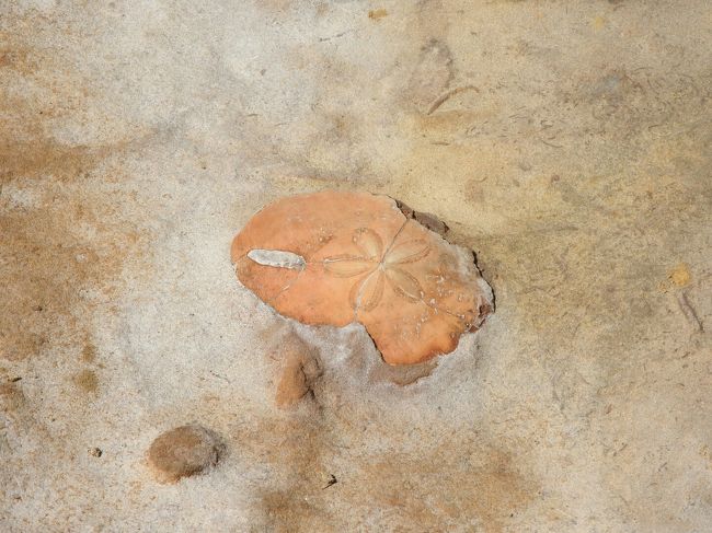 みんな、踏んづけてるけど、これ、本物の化石ですよ？