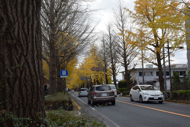 三島市内をウロウロ 15 12 08 1 文教町の銀杏 三島 静岡県 の旅行記 ブログ By てんとう虫さん フォートラベル