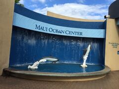 マウイオーシャンセンター。
ハワイの水族館に初めていきましたが、ここ楽しい！！
もうちょっと見学の時間があったらよかったな。