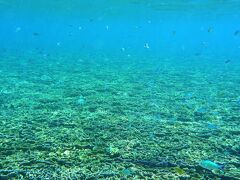 参考のために

この写真が大神島の琉球菊花珊瑚の群生（キャベツ畑）です（2014.10.1撮影）

だいぶん感じが違いますよね

えっ、同じにしか見えないって　　　　スイマセン！！
