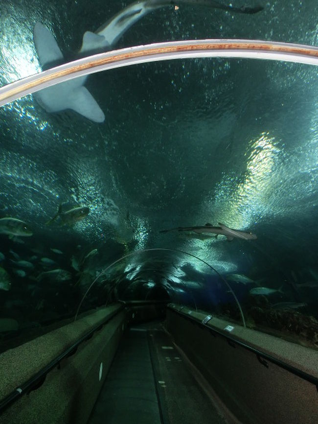 やっぱ、水族館はこういうとこなきゃね。