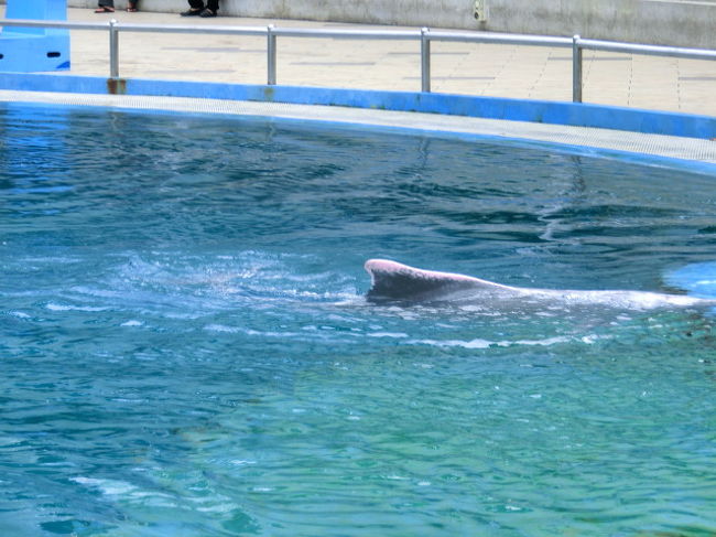 ちょっと望遠。