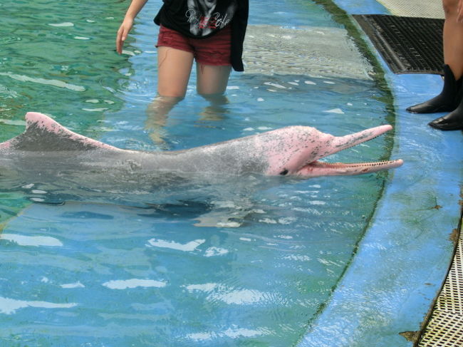 これが、ピンクイルカ？なんか、皮膚病みたいに見えちゃった。ごめんね。ピンクイルカさん。