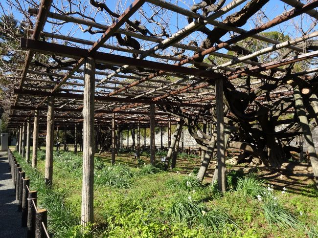 樹齢は約２００年！！<br />５月に咲く素晴らしい藤、観たいものです