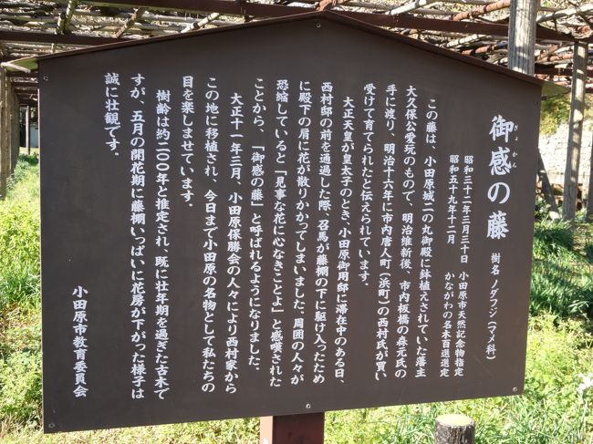 南入口の横にあるのが、「御感の藤」