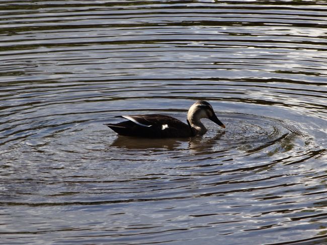 あっ、元に戻った