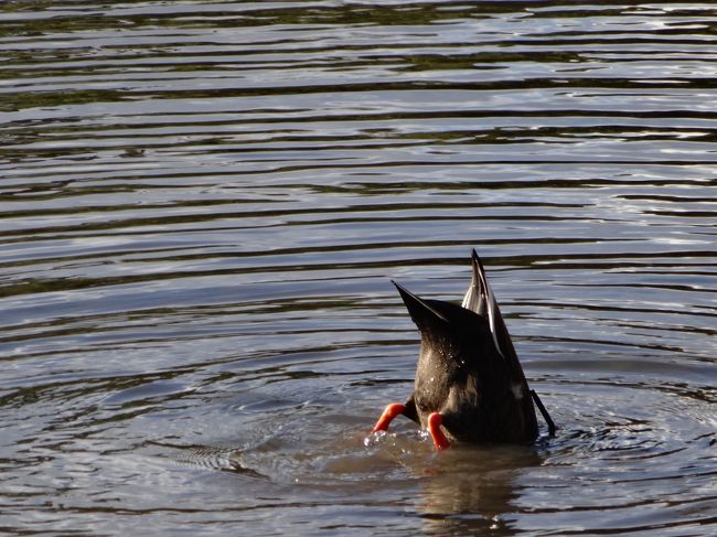 どうしたんだ、カモ！