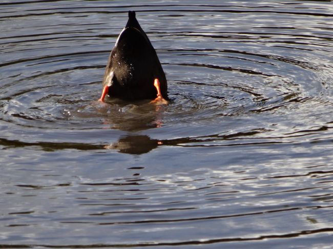 逆立ちの練習ですか〜（笑）