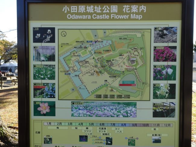 季節ごとに小田原城址公園で花を愛でるのも良いですね♪