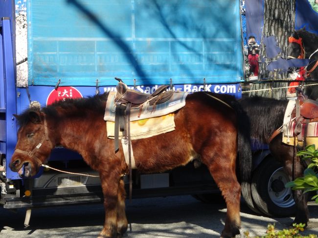 おや、馬がいる！
