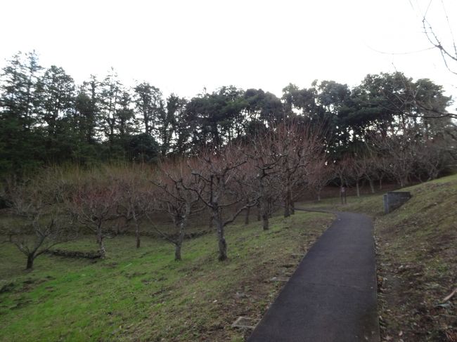 その先には梅林<br />梅の花はもう少し先ですね