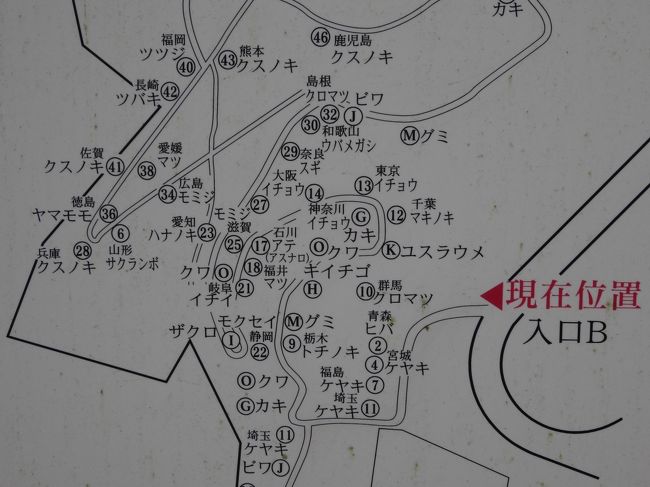 我が地元、愛知は「ハナノキ」