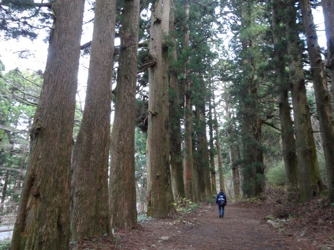 樹齢はいかほどか<br />大きな主人が、とっても小〜さく見える！<br />昔を偲んで一歩一歩進み、今回の旅は終了です♪<br /><br />　　　いちごいちえ<br />