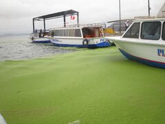 ついでなのでチチカカ湖に行く事にしました。

チチカカ湖。
湖の上に、畳のような茎を引いて島を作り、人々はその上で生活しているという…
有名な島がウロス島。

ということでチケットを買いに行きましたが
いやあすごい藻ですねぇ

工業廃水を出しまくっている中国の方がもっとすごかったけどね