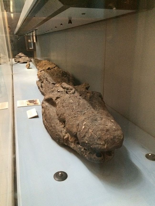 エジプト考古学博物館 館内写真２ カイロ エジプト の旅行記 ブログ By スカイバードトラベル 旧 日通ペリカントラベルネット エジプト 店 さん フォートラベル