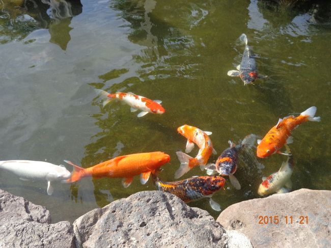 鯉にエサやって遊んで貰いました。