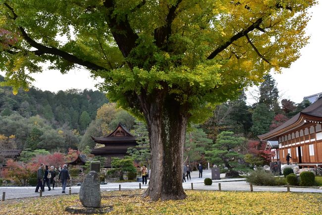 心地よい秋の空気を吸いながら虎渓山 永保寺へ』多治見(岐阜県