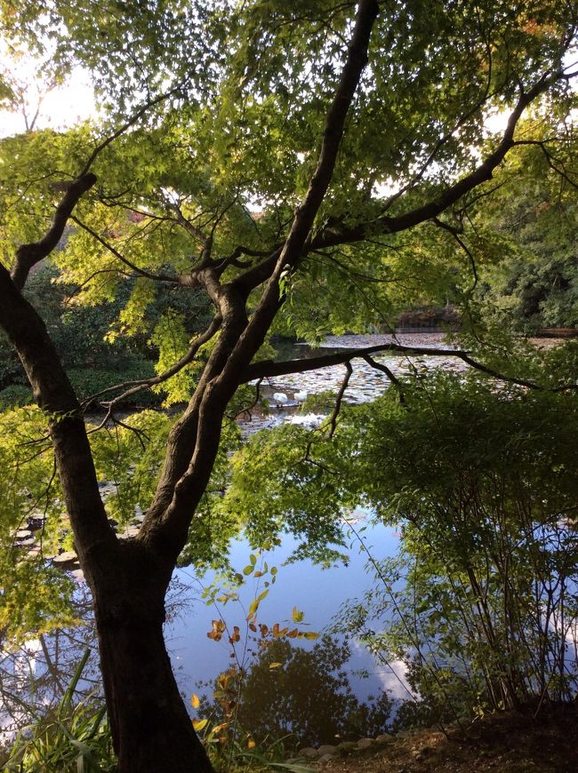 龍安寺にある鏡容池。美しいです。いろんな時期で、楽しめますね。<br />外国の観光客も大勢いました。皆さん、よく知ってますね。