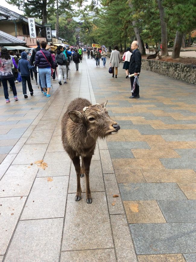 奈良公園の主人は彼らでしょう。堂々としている姿に敬服。
