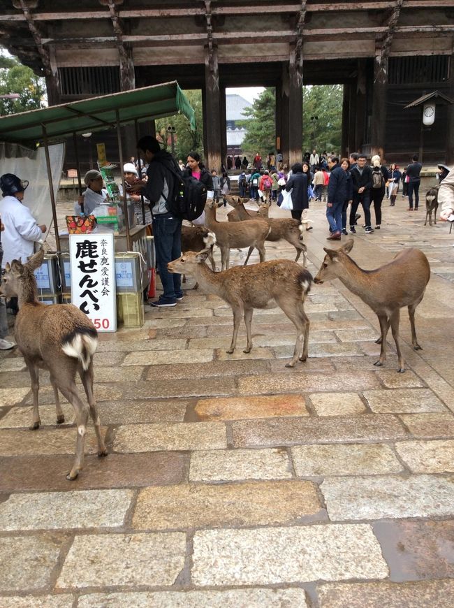 わかるんですね〜 せんべい屋の前には、ぞろぞろ鹿さんたちが。<br />最近は、ベストショットを撮ろうとする観光客が彼らとちょっとトラブルことも。<br />私が行った日も、自撮り棒片手に葛藤している方々がいらっしゃいました。<br />鹿さん、お疲れさま。