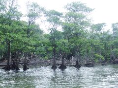 ヤエヤマヒルギ

西表島ではマングローブ林の海寄りに生息することが多い。

