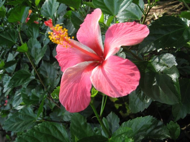 ホテルの庭に咲いていた(^○^)