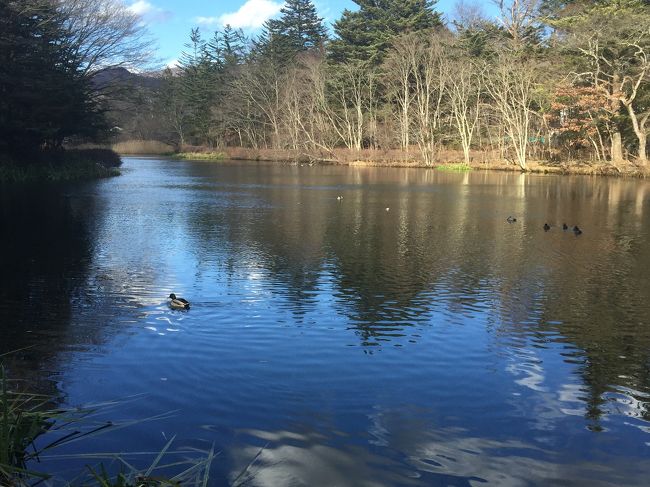 少し雲場池を歩きました。<br />カルガモちゃん達みてるだけで可愛い。