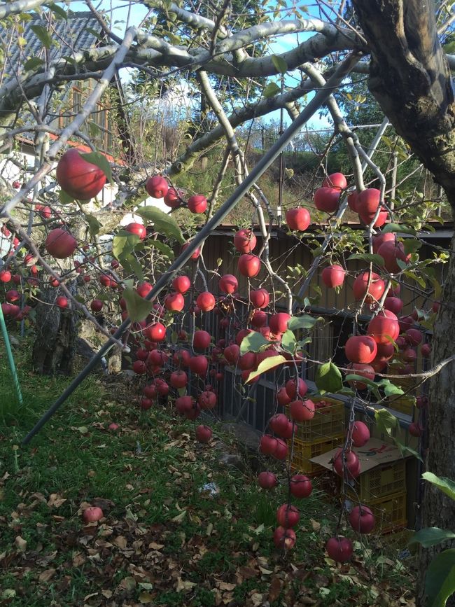 わぉっ、りんご。りんご。