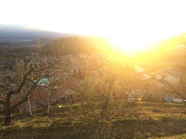 そろそろ日が沈んじゃうので、<br />急いで狩り、終了(^-^)<br /><br />来年分迄頑張って収穫しました。<br /><br />今年も松井農園さんの皆様ありがとうございました。<br />