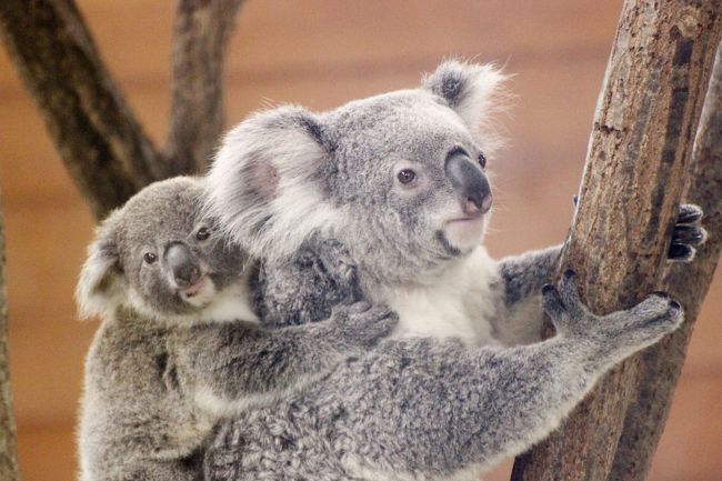 歳末レッサーパンダとコアラ詣の埼玉こども動物自然公園 後編 東園の寒さに弱い動物たち Hello クインちゃんとランディくん 名前が決まったコアラの 赤ちゃんたちのおんぶに抱っこ カピバラのゆず温泉 東松山 埼玉県 の旅行記 ブログ By まみさん フォートラベル