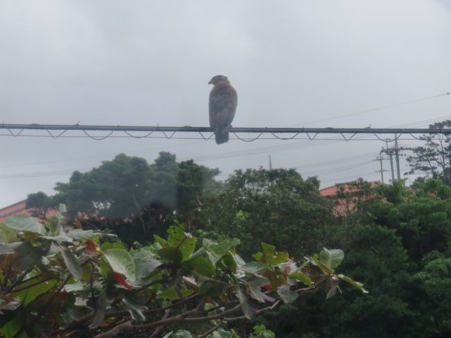かんむりわし<br />天然記念物だそうです<br />石垣島と西表島にそれぞれ１００匹ほど生息しているとか<br />