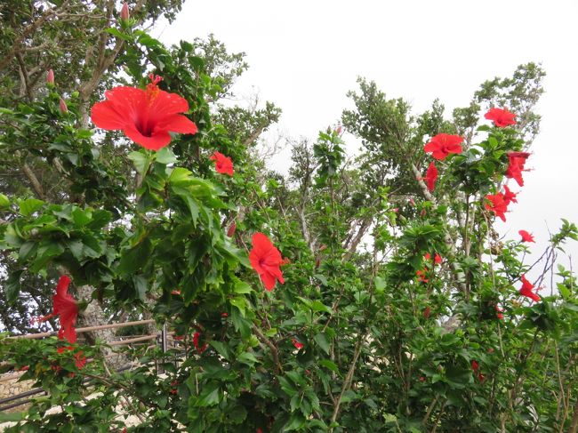 ハイビスカス