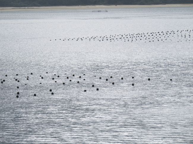 黒真珠の養殖場