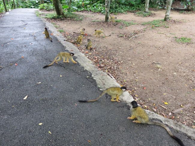 りすざる園　熱帯産のリスザルは手のひらにのるほど小さい。