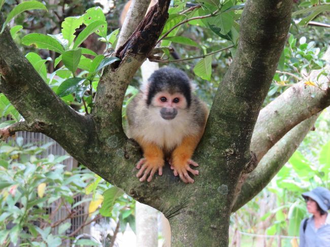 人に慣れているので、近寄っても逃げません