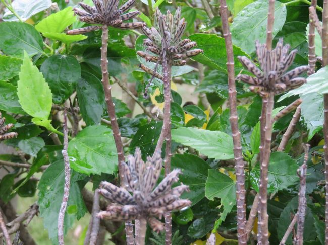 石垣島でよくみかけた植物　たくましくて、どこにでも生えるそう