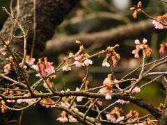 京都府立植物園にやってきました。

寒桜が咲いています。