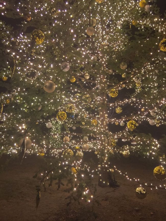 綺麗に撮影出来ました。